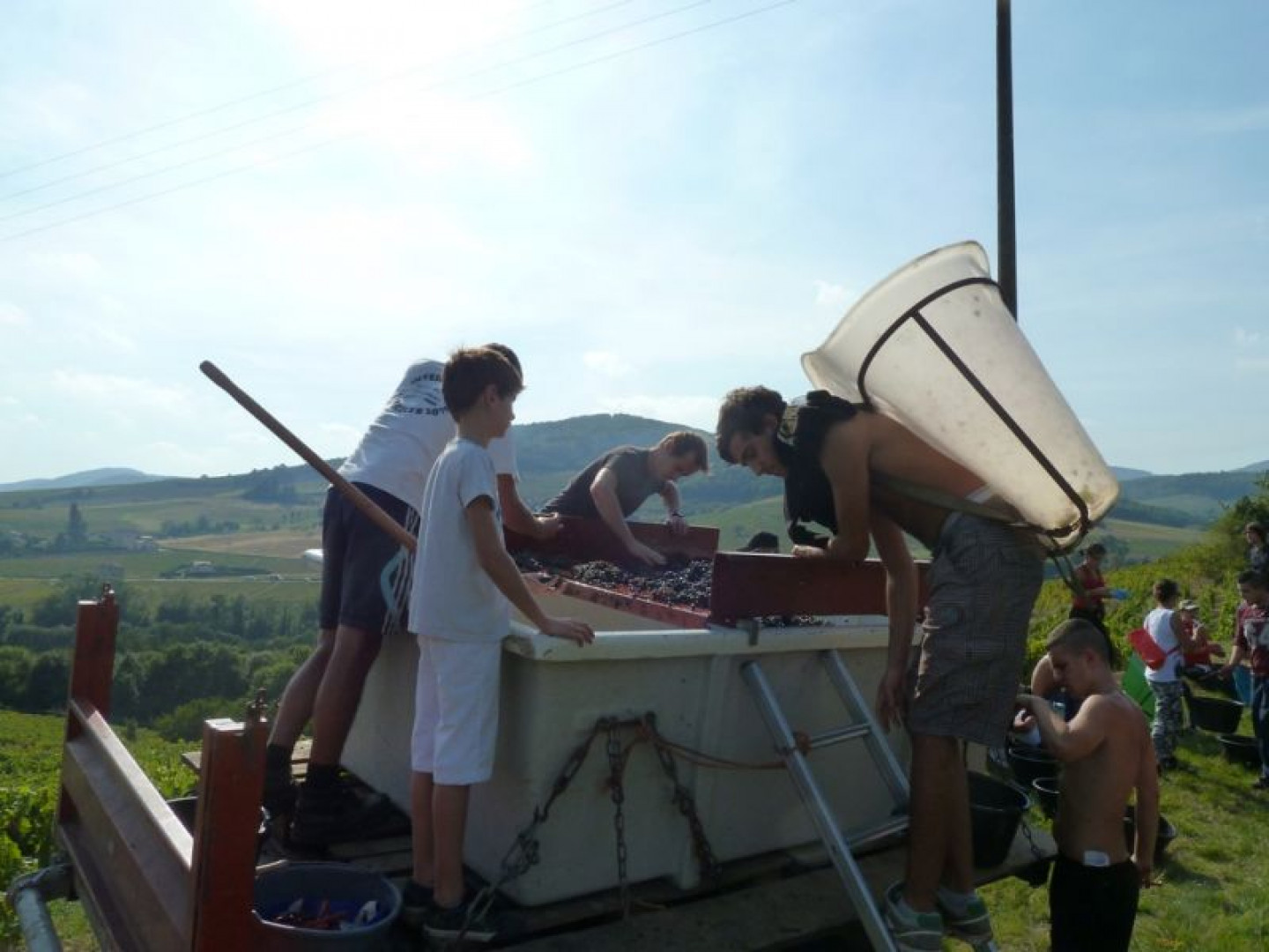 Vendanges au Domaine Pardon !