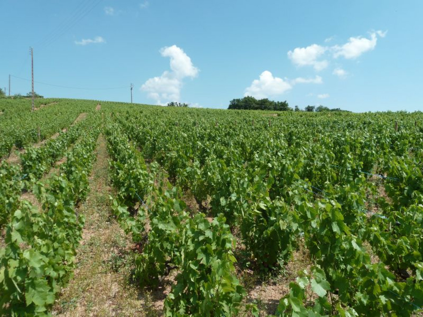 Evolution du vignoble en Beaujolais...