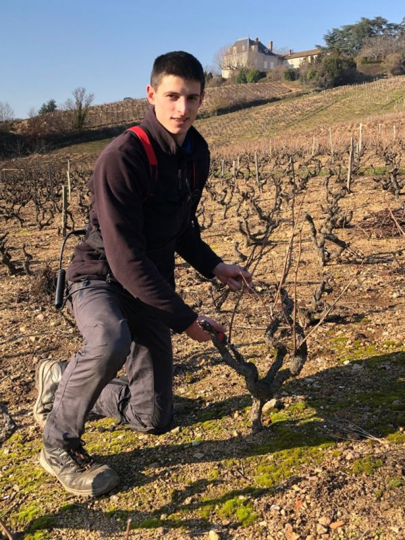 Taille de la vigne au Domaine Pardon !