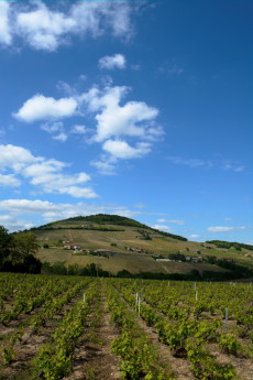 Côte de Brouilly