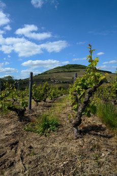 Brouilly